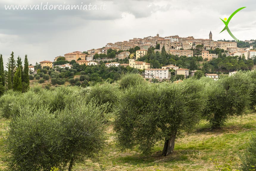 Seggiano, città dell'olio