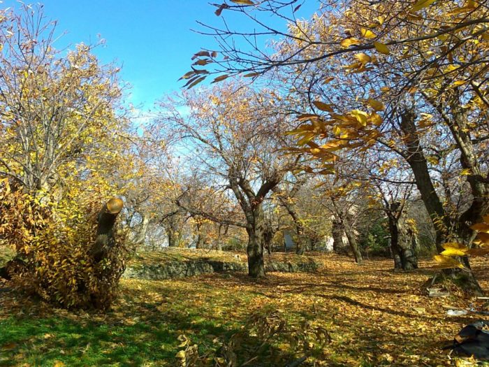 il castagno albero della vita