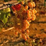 Vine and Wine Museum