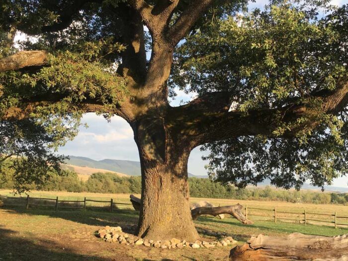 quercia delle checche Pienza