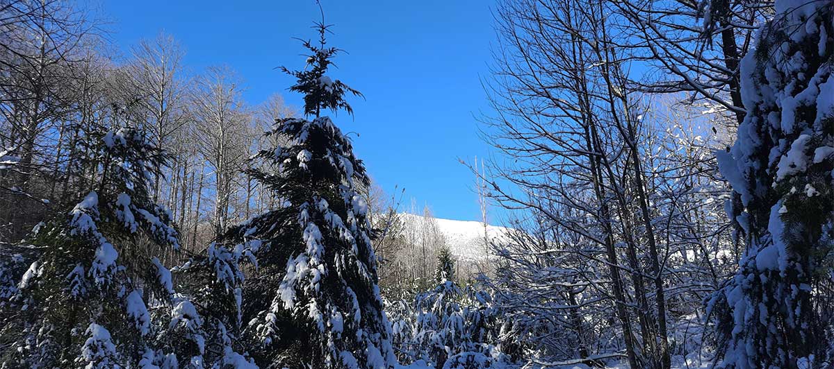 Neve Amiata