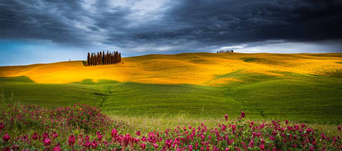 I cipressi della Val d'Orcia