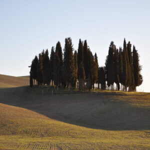 San Quirico d'Orcia, i cipressi